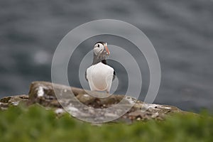 Atlantic puffin on the Farnes