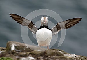 Atlantic puffin on the Farnes