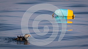 Atlantic Puffin with fish on a calm summer evening in the Muscongus Bay, Maine
