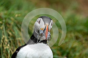 Atlantic Puffin with fish in his mouth in Iceland