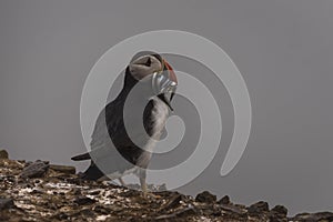 An Atlantic puffin with fish in its beak