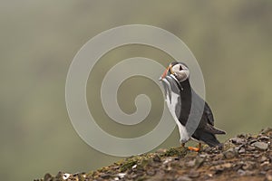 An Atlantic puffin with fish in its beak