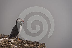 An Atlantic puffin with fish in its mouth.