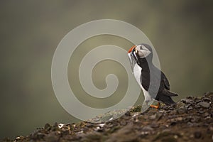 An Atlantic puffin with fish in its mouth.