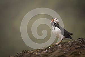 An Atlantic puffin with fish in its mouth.