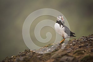 An Atlantic puffin with fish in its mouth.