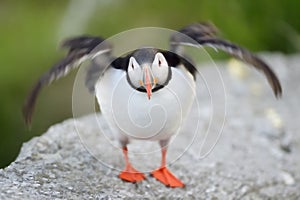 Atlantic puffin flapping it's wings