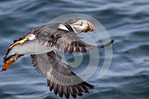 Atlantic Puffin flies over water off the coast of Maine