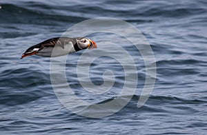 Atlantic Puffin flies over water off the coast of Maine