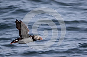 Atlantic Puffin flies over water off the coast of Maine