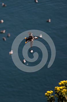 An Atlantic Puffin in flight off Skomer Island in Wales, with a shallow depth of field