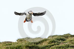 Atlantic puffin  flying above cliff