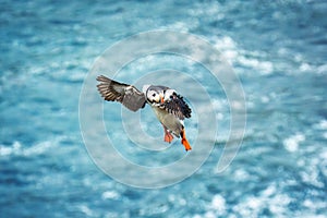 Atlantic puffin flying and catching eel in ocean during summer