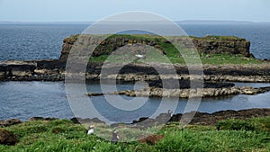 Atlantic Puffin flying before the sea cliffs of Lunga Island in Scotland