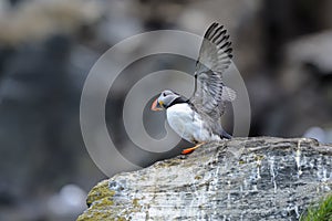 Atlantic puffin, fratercula arctica