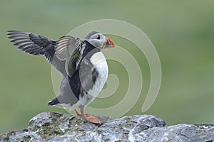 Atlantic puffin, fratercula arctica photo