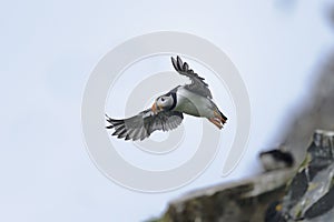 Atlantic puffin, fratercula arctica photo