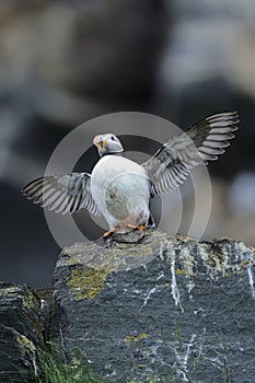 Atlantic puffin, fratercula arctica