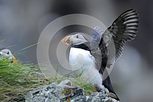 Atlantic puffin, fratercula arctica