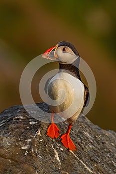 Atlantic Puffin - Fratercula arctica