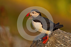 Atlantic Puffin - Fratercula arctica