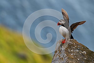 Atlantic Puffin - Fratercula arctica