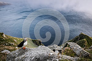 Atlantic Puffin - Fratercula arctica