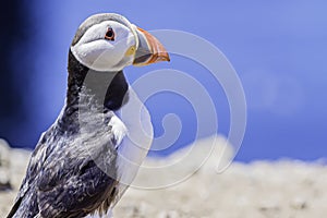 Atlantic puffin, Fratercula arctica