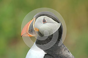 Atlantic Puffin (Fratercula arctica)