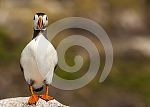 Atlantic puffin fratercula arctica