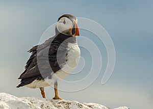 Atlantic puffin fratercula arctica