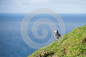Atlantic puffin, Fratercula arctica