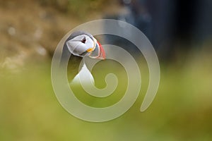 The Atlantic puffin Fratercula arctica, also known as the common puffin,portrait with green background