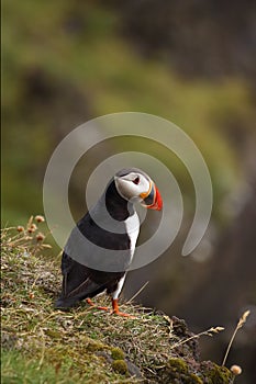 The Atlantic puffin Fratercula arctica, also known as the common puffin sitting on the edge of a cliff with a green background