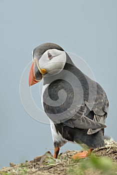Atlantic Puffin