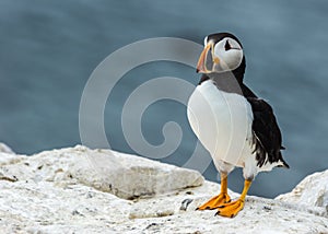 Atlantic puffin fratercula arctica photo