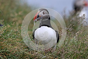 Atlantic puffin (Fratercula arctica) with fish east Iceland