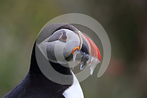 Atlantic puffin (Fratercula arctica) with fish east Iceland