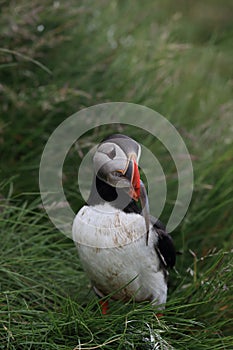 Atlantic puffin (Fratercula arctica) with fish east Iceland