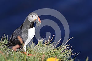 Atlantic puffin (Fratercula arctica) with fish east Iceland