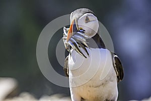 Atlantic puffin, Fratercula arctica,with fishes in beak.