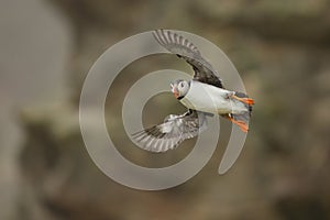 Atlantic Puffin (Fratercula arctica) in flight