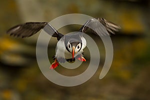 Atlantic Puffin (Fratercula arctica) in flight