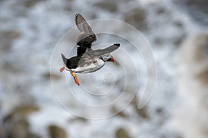 Atlantic Puffin, fratercula arctica,  in flight over oceans waves, Flamborough Headland, East Riding, Yorkshire