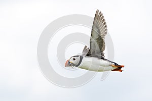 Atlantic puffin Fratercula arctica flying with caught fish