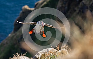 Atlantic puffin (Fratercula arctica) flying with fish in its beak on the island of Runde (Norway