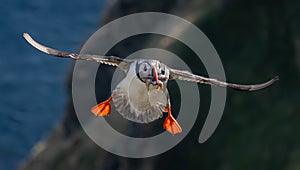 Atlantic puffin (Fratercula arctica) flying with fish in its beak on the island of Runde (Norway