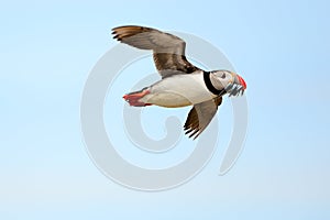 The Atlantic puffin Fratercula arctica. Flying. Fishing.