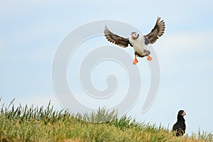 The Atlantic puffin Fratercula arctica. Flying. landing.