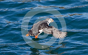 Atlantic Puffin (Fratercula arctica) flying low above water